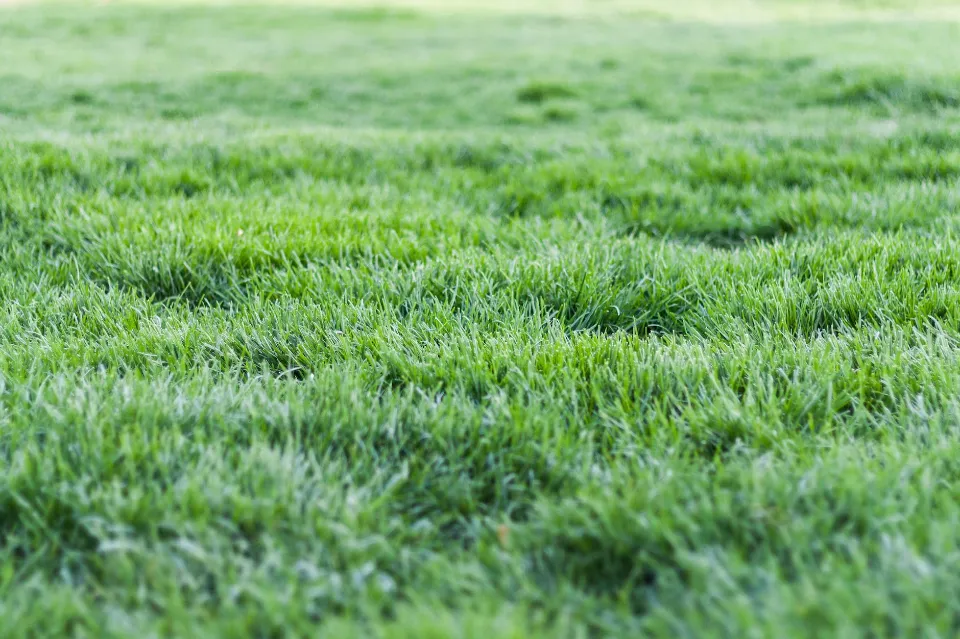 How Often Should You Apply Sulfur to Lawn - 2023 Guide