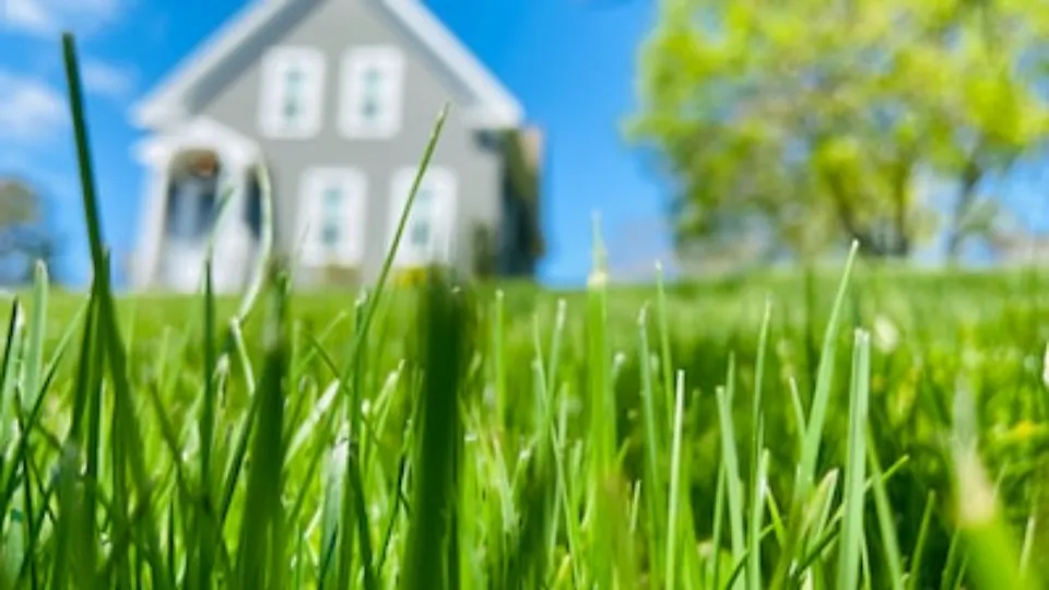 How Often Should You Apply Sulfur to Lawn - 2023 Guide