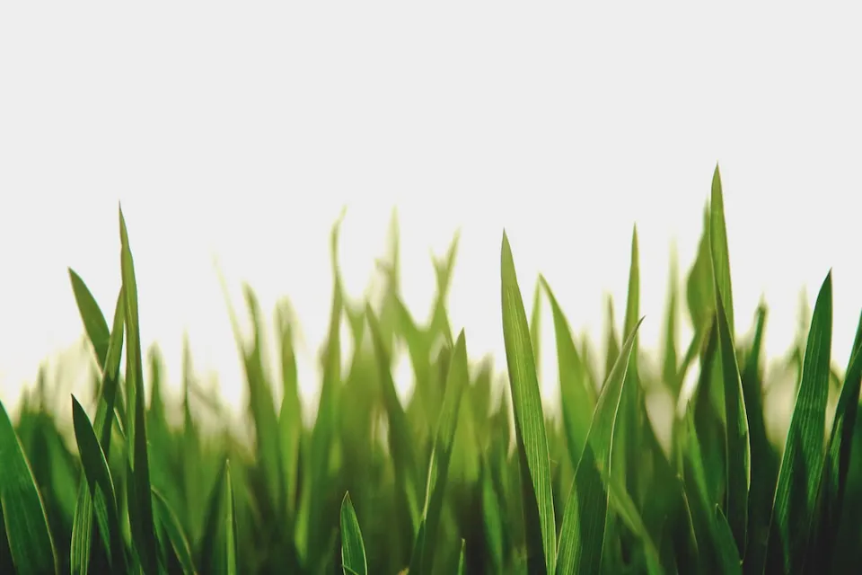 6 Simple Ways to Stripe a Lawn - Lawn Care Guide