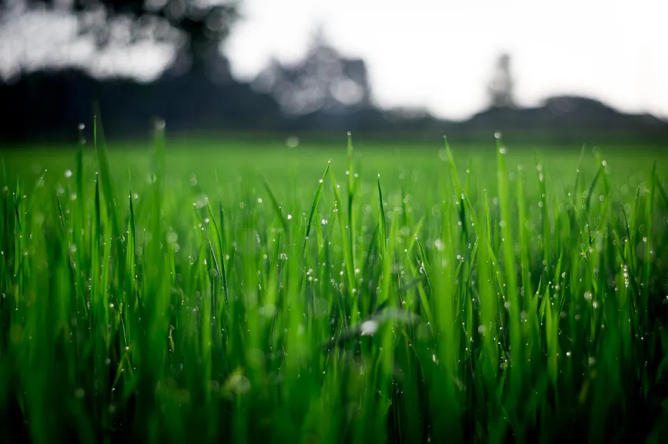 Best Time to Water Grass - How to Maintain A Healthy Lawn
