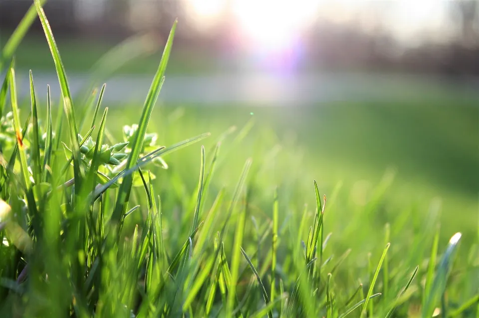 Best Time to Water Grass - How to Maintain A Healthy Lawn