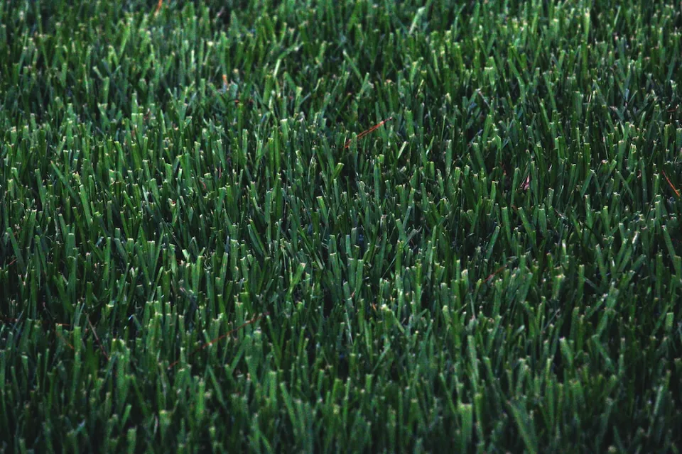 How Often Should You Aerate Your Lawn - How to Start