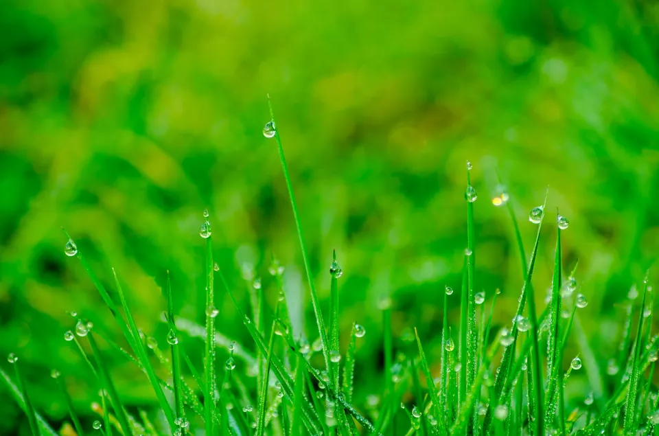 How Often to Fertilize Your Lawn - What to Pay Attention