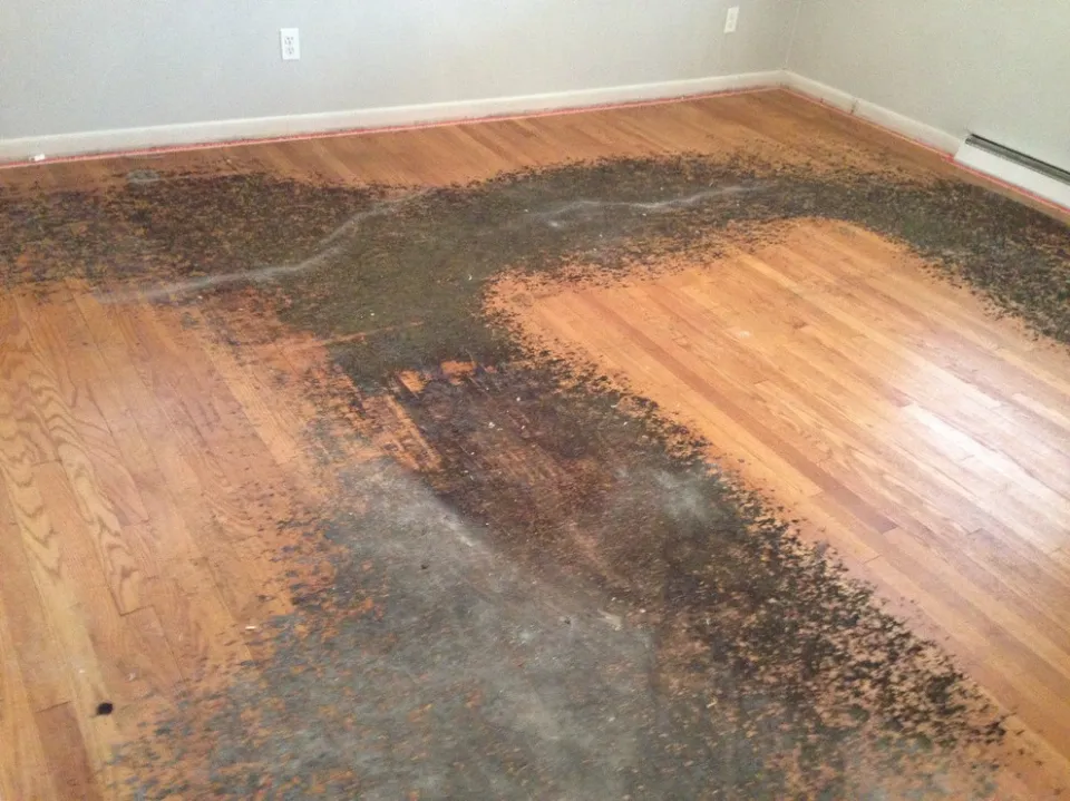 How to Clean Subfloor After Removing Carpet - Step-by-Step Guide