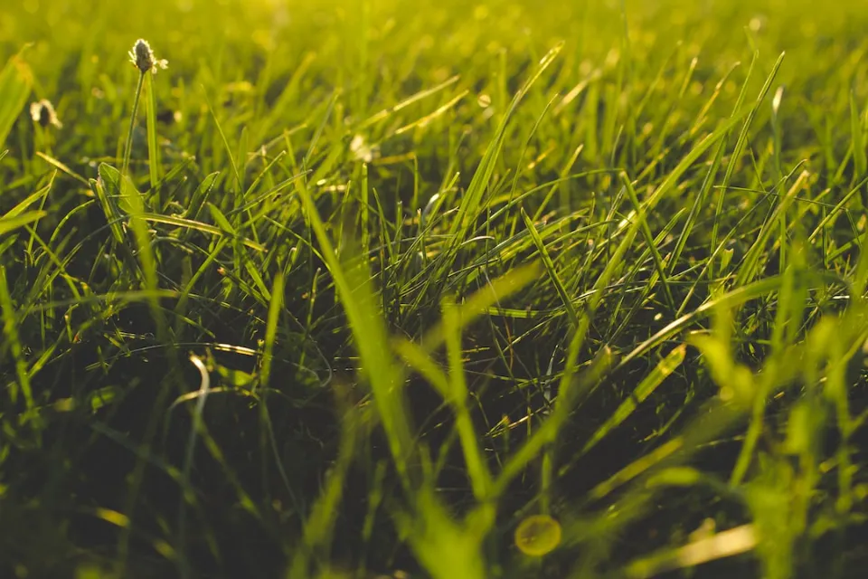 How to Overseed or Reseed Your Lawn - Is It Necessary