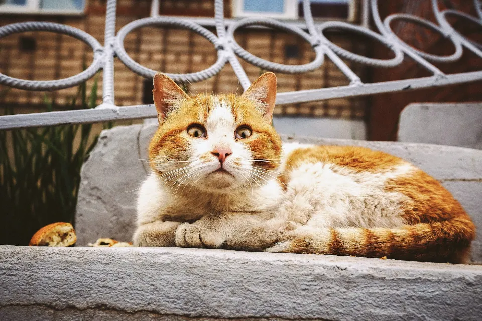 Why Do Cats Roll on Concrete - Reasons You May Not Know