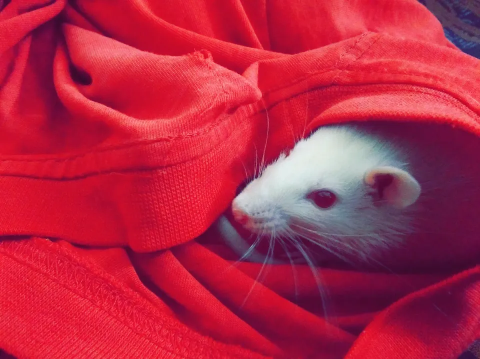 How To Keep Mice Out of Your Bed - What Smells Will Keep Mice Away?