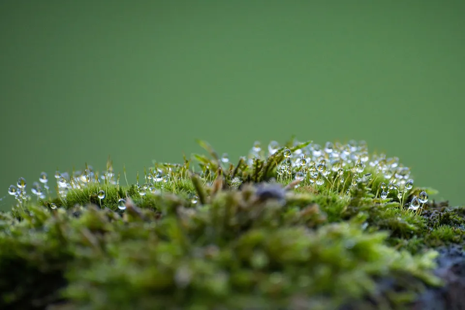 How to Get Rid of Moss in Your Lawn with 4 Simple Ways