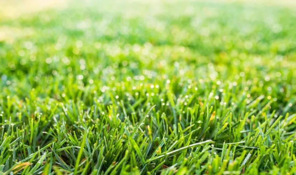 How to Identify Your Lawn Grass - 5 Types of Lawn Grass