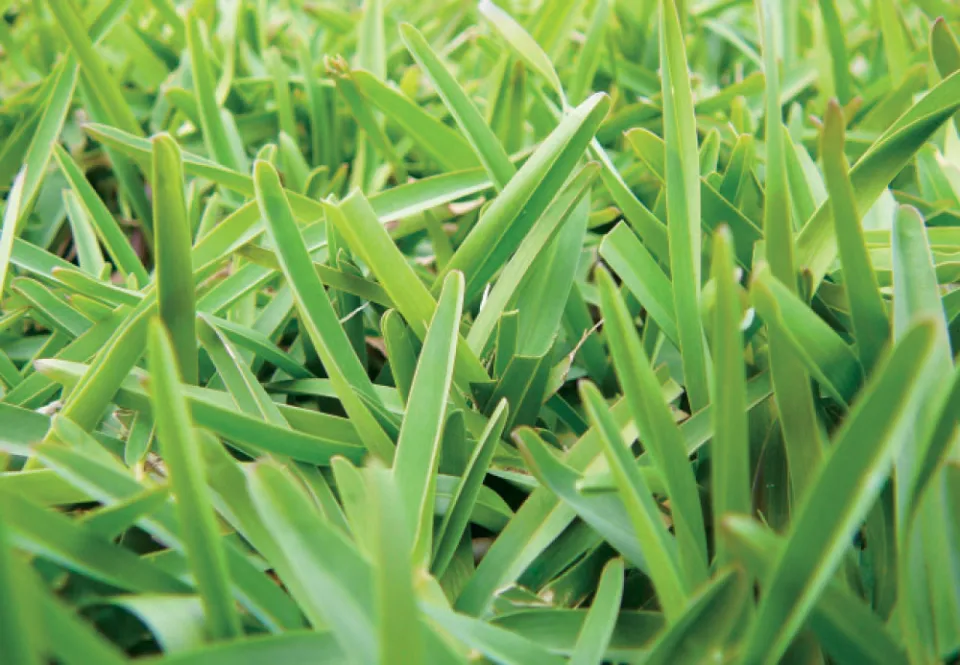 How to Identify Your Lawn Grass - 5 Types of Lawn Grass