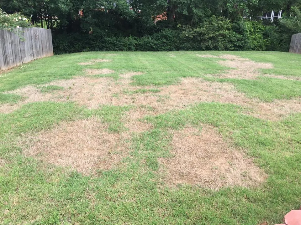 What Causes Brown Spots in the Lawn - Reasons & How to Fix